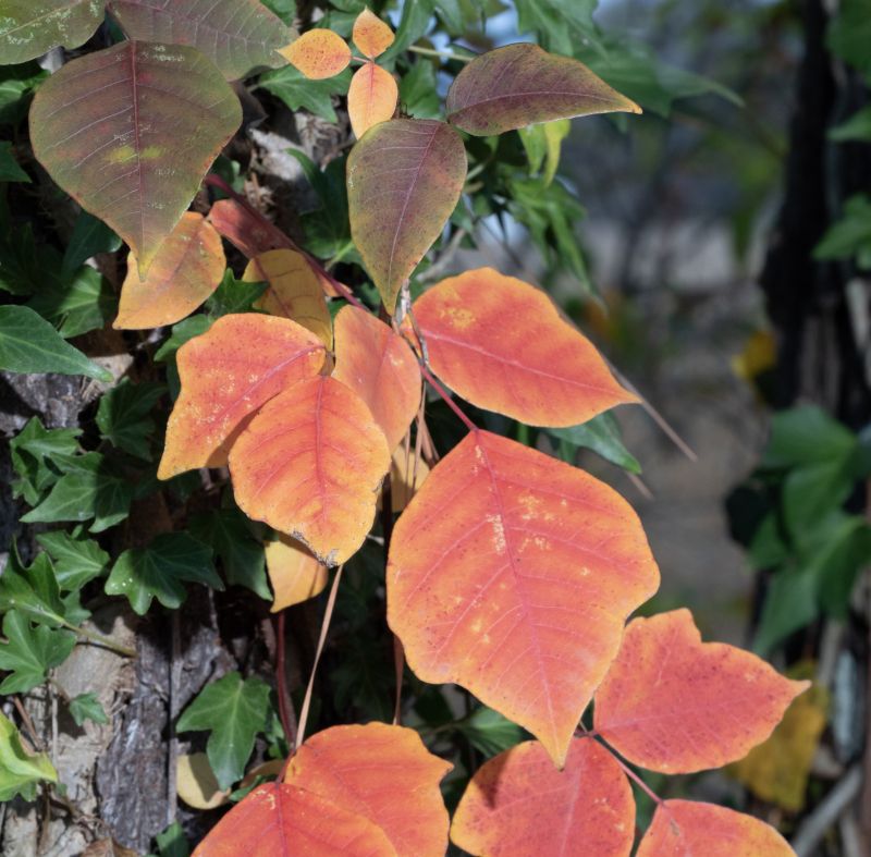 Poison Sumac Removal