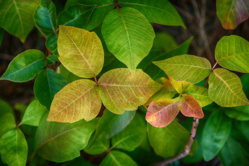 Poison Ivy Removal in Lancaster, PA