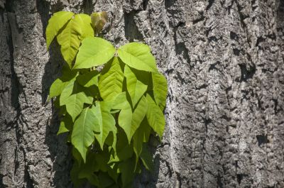 Poison Ivy Removal in Bucks County, PA