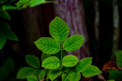Poison Ivy Removal in Lancaster County, PA