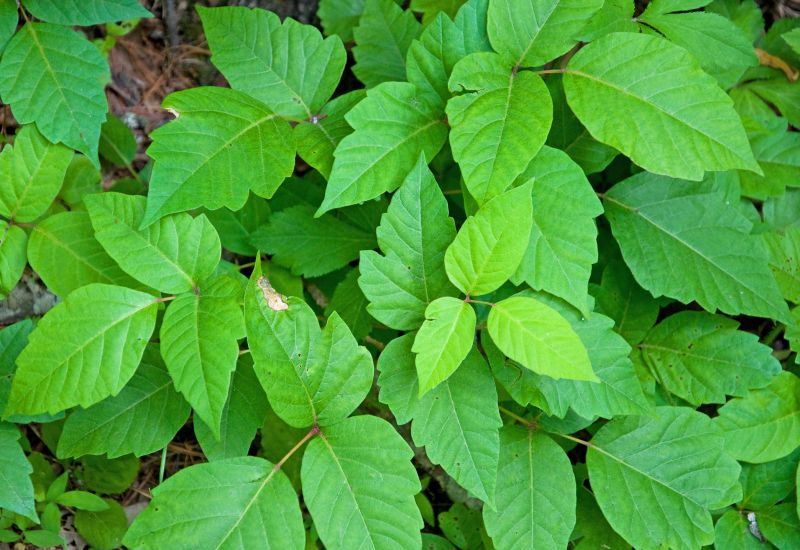 Poison Oak Removal in Bel Air, MD