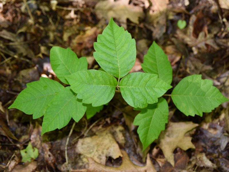 Poison Oak Removal in Newark, DE