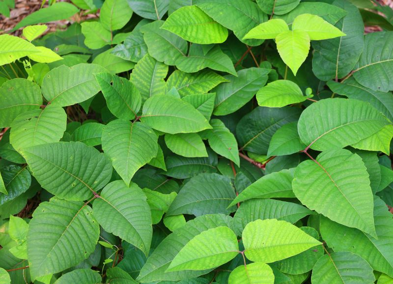 Poison Oak Removal in Honolulu, HI