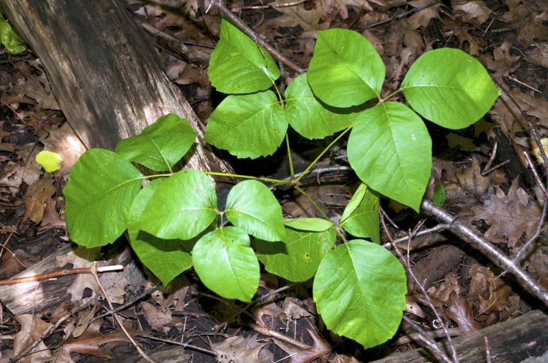 Poison Oak Removal in Allentown, PA
