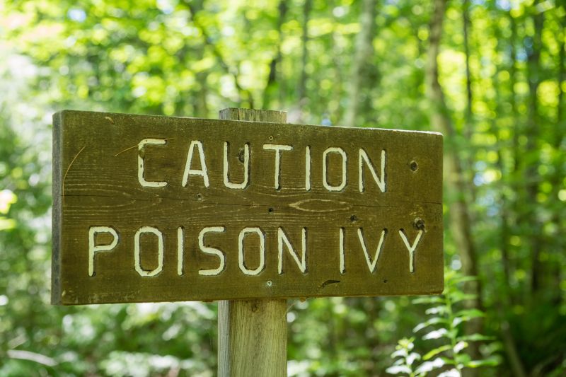 Poison Sumac Removal Costs — Cost of Poison Sumac Removal