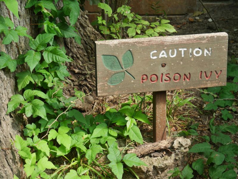 Poison Sumac Removal Costs — Cost of Poison Sumac Removal