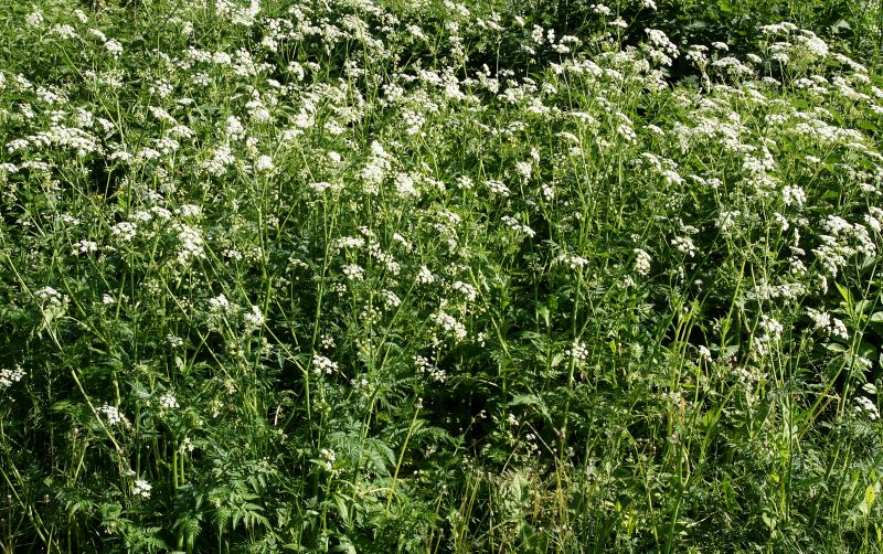 Poison Sumac Removal Costs — Cost of Poison Sumac Removal