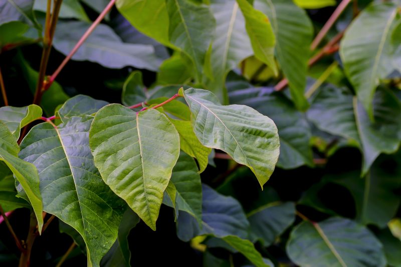 Poison Sumac Removal Costs — Cost of Poison Sumac Removal