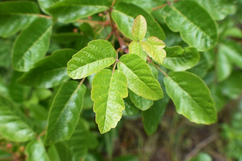 Poison Sumac Leaves