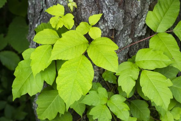 Poison Ivy Control