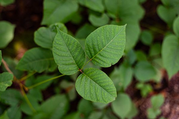 Poison Ivy Plant Removal - Poison Ivy Plant Removal Raleigh, North Carolina